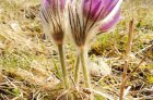 Poniklec veľkokvetý (Pulsatilla grandis) 